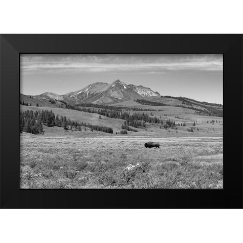 Bull Bison at Swan Lake, Yellowstone National Park Black Modern Wood Framed Art Print by Frank, Jacob W.