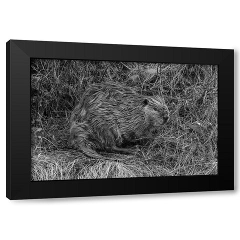Beaver at Soda Butte Creek, Yellowstone National Park Black Modern Wood Framed Art Print by Frank, Jacob W.