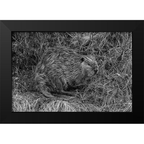 Beaver at Soda Butte Creek, Yellowstone National Park Black Modern Wood Framed Art Print by Frank, Jacob W.