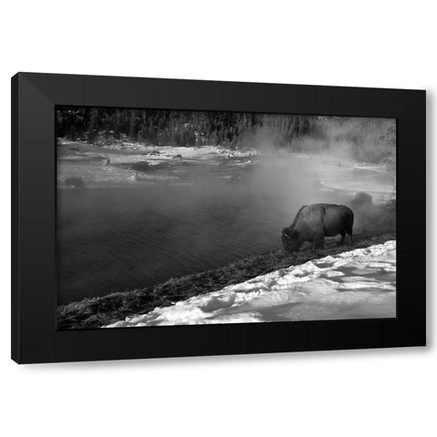 Bison at Terrace Spring, Yellowstone National Park Black Modern Wood Framed Art Print by Peaco, Jim