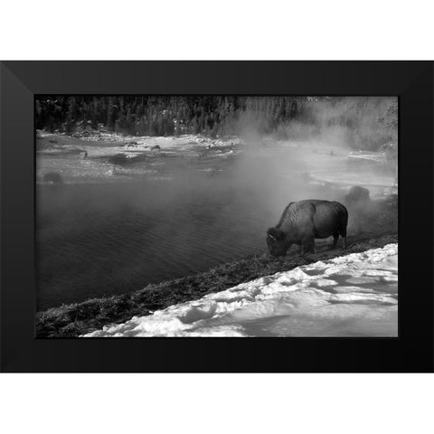 Bison at Terrace Spring, Yellowstone National Park Black Modern Wood Framed Art Print by Peaco, Jim