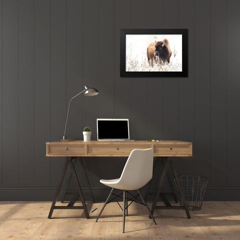 Bison feeding in the snow, Yellowstone National Park Black Modern Wood Framed Art Print by Frank, Jacob W.