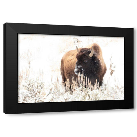 Bison feeding in the snow, Yellowstone National Park Black Modern Wood Framed Art Print with Double Matting by Frank, Jacob W.