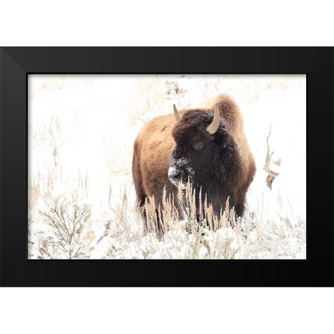 Bison feeding in the snow, Yellowstone National Park Black Modern Wood Framed Art Print by Frank, Jacob W.