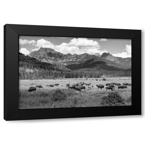 Bison grazing in Round Prairie, Yellowstone National Park Black Modern Wood Framed Art Print by Frank, Jacob W.