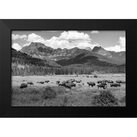 Bison grazing in Round Prairie, Yellowstone National Park Black Modern Wood Framed Art Print by Frank, Jacob W.