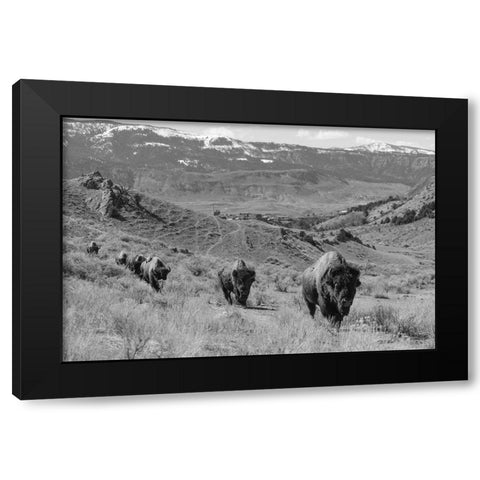 Bison at Gardiner Basin, Yellowstone National Park Black Modern Wood Framed Art Print with Double Matting by The Yellowstone Collection