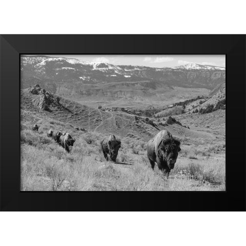 Bison at Gardiner Basin, Yellowstone National Park Black Modern Wood Framed Art Print by The Yellowstone Collection