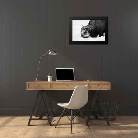 Bison Snow Plough near Rainy Lake, Yellowstone National Park Black Modern Wood Framed Art Print by Renkin, Diane