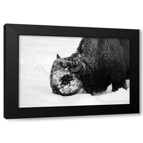 Bison Snow Plough near Rainy Lake, Yellowstone National Park Black Modern Wood Framed Art Print by Renkin, Diane
