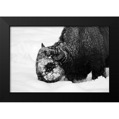 Bison Snow Plough near Rainy Lake, Yellowstone National Park Black Modern Wood Framed Art Print by Renkin, Diane