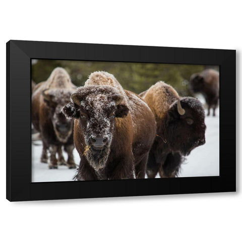 Bison, Norris Geyser Basin, Yellowstone National Park Black Modern Wood Framed Art Print with Double Matting by The Yellowstone Collection
