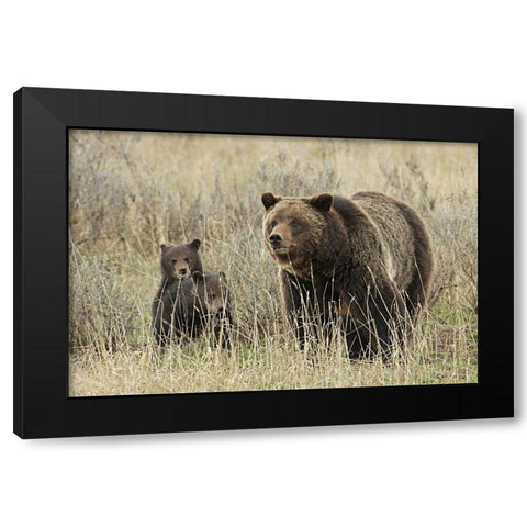 Grizzly Sow and Cubs near Fishing Bridge, Yellowstone National Park Black Modern Wood Framed Art Print with Double Matting by Peaco, Jim