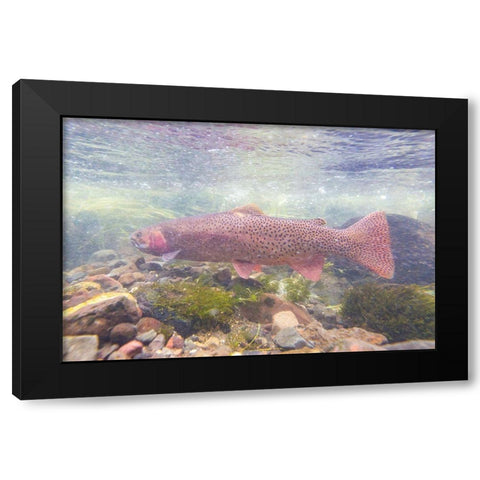 Spawning Yellowstone Cutthroat Trout, Yellowstone National Park Black Modern Wood Framed Art Print with Double Matting by Frank, Jacob W.