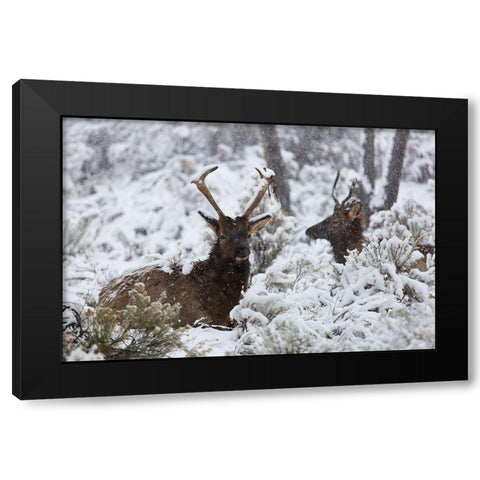 Young Bull Elk on Snowy Day, Yellowstone National Park Black Modern Wood Framed Art Print with Double Matting by The Yellowstone Collection