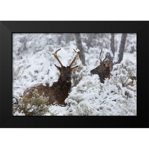 Young Bull Elk on Snowy Day, Yellowstone National Park Black Modern Wood Framed Art Print by The Yellowstone Collection