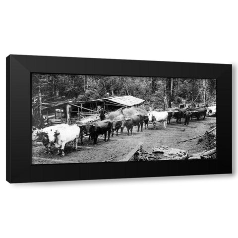Logging with Ox Teams Black Modern Wood Framed Art Print by Vintage Photography