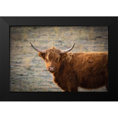 Texas Brown Steer Black Modern Wood Framed Art Print by Texas Picture Archive
