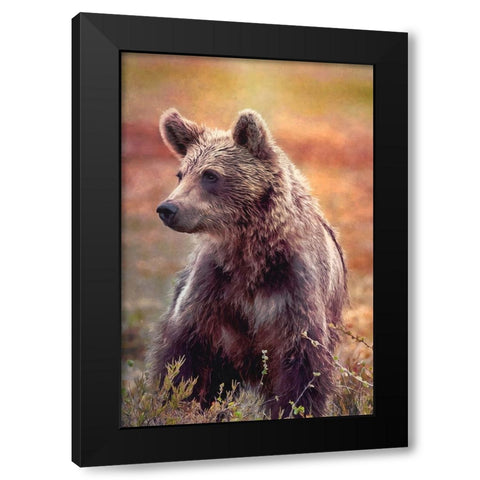 Brown Bear Black Modern Wood Framed Art Print with Double Matting by Alpenglow Workshop