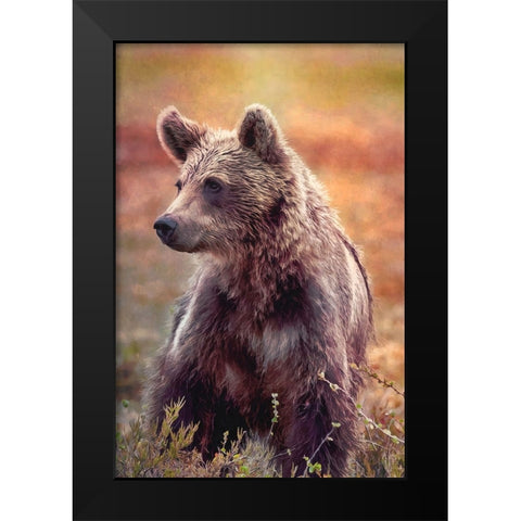 Brown Bear Black Modern Wood Framed Art Print by Alpenglow Workshop