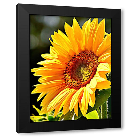 Sunflower Black Modern Wood Framed Art Print with Double Matting by Alpenglow Workshop