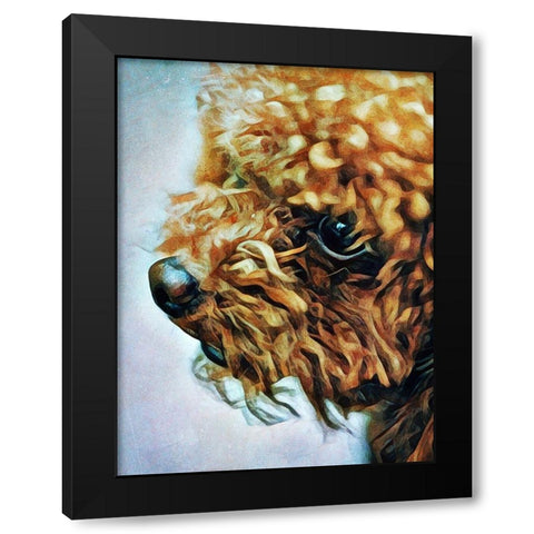 Apricot Toy Poodle Puff Black Modern Wood Framed Art Print by Aldridge, Ashley