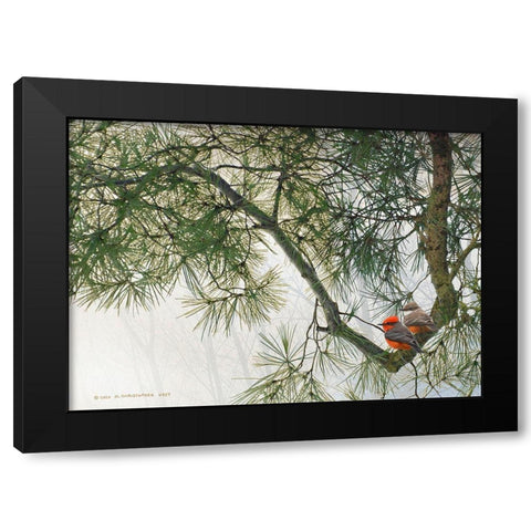 Vermillion Flycatchers on Crooked Branch Black Modern Wood Framed Art Print by Vest, Christopher