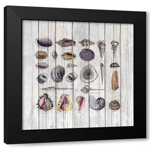 Vintage Shells Black Modern Wood Framed Art Print with Double Matting by Haase, Andrea