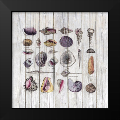 Vintage Shells Black Modern Wood Framed Art Print by Haase, Andrea