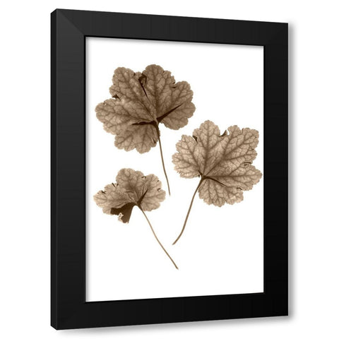 Heucher Black Modern Wood Framed Art Print by Stalus, Judy