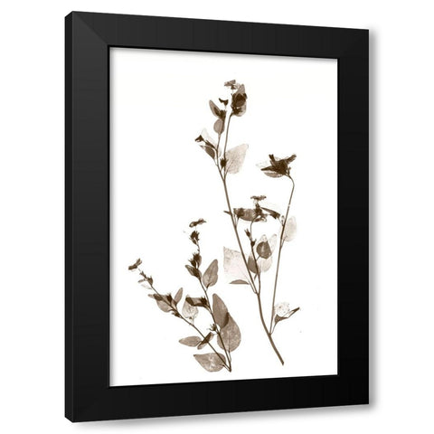 Wild Flower Black Modern Wood Framed Art Print by Stalus, Judy