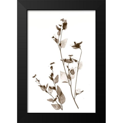Wild Flower Black Modern Wood Framed Art Print by Stalus, Judy