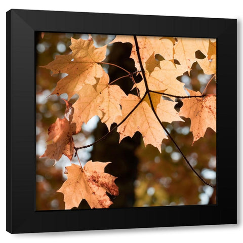 Autumn Leaves Black Modern Wood Framed Art Print by Stalus, Judy