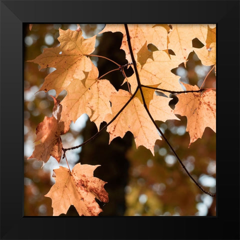 Autumn Leaves Black Modern Wood Framed Art Print by Stalus, Judy