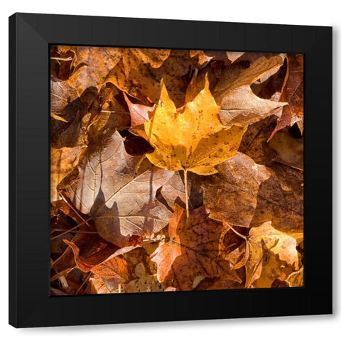 Yellow Leaf Black Modern Wood Framed Art Print by Stalus, Judy