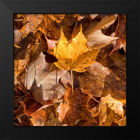 Yellow Leaf Black Modern Wood Framed Art Print by Stalus, Judy