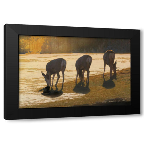Deer Grazing at City Park Black Modern Wood Framed Art Print with Double Matting by Vest, Christopher