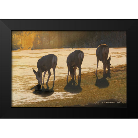 Deer Grazing at City Park Black Modern Wood Framed Art Print by Vest, Christopher