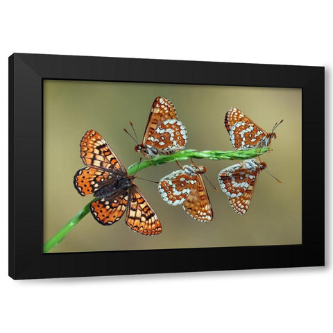 Doncella de Ondas Rojas Black Modern Wood Framed Art Print by Hoffman, Jimmy