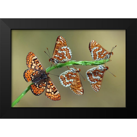 Doncella de Ondas Rojas Black Modern Wood Framed Art Print by Hoffman, Jimmy