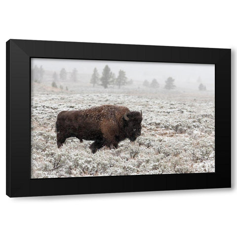 Late Fall Yellowstone Black Modern Wood Framed Art Print with Double Matting by Forns, Alfred