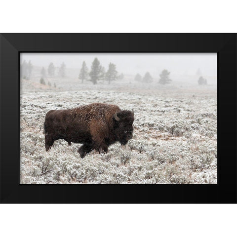 Late Fall Yellowstone Black Modern Wood Framed Art Print by Forns, Alfred