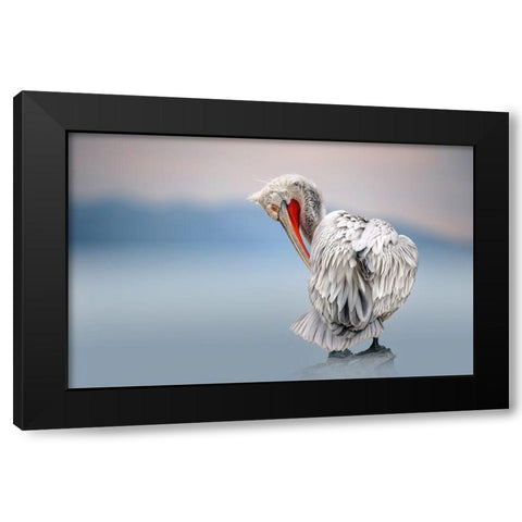 Dalmatian pelican at dawn Black Modern Wood Framed Art Print by Ortega, Xavier