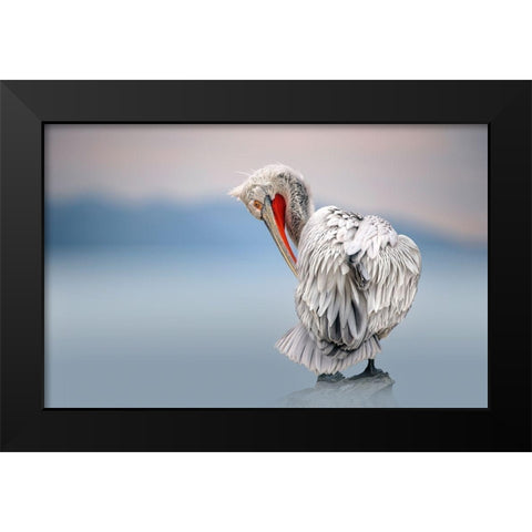 Dalmatian pelican at dawn Black Modern Wood Framed Art Print by Ortega, Xavier