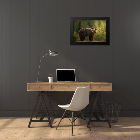 Backlit bear Black Modern Wood Framed Art Print by Krchnak, Richard