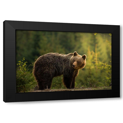 Backlit bear Black Modern Wood Framed Art Print by Krchnak, Richard