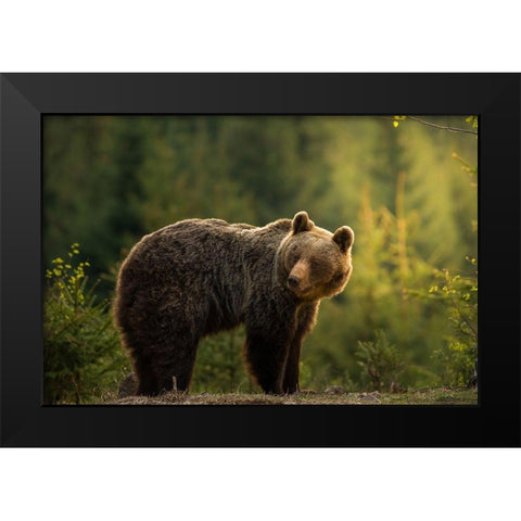 Backlit bear Black Modern Wood Framed Art Print by Krchnak, Richard