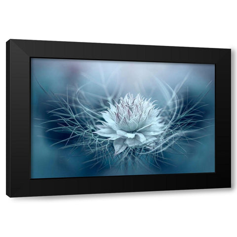 Love-in-a-mist Black Modern Wood Framed Art Print with Double Matting by Parker, Jacky