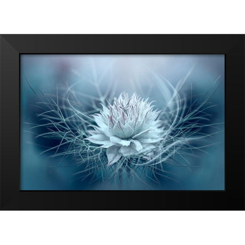 Love-in-a-mist Black Modern Wood Framed Art Print by Parker, Jacky
