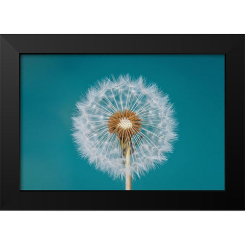 Dandelion Black Modern Wood Framed Art Print by Hamiti, Bess